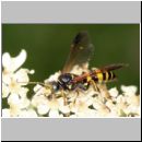 Gorytes laticinctus - Grabwespe 02 11mm.jpg